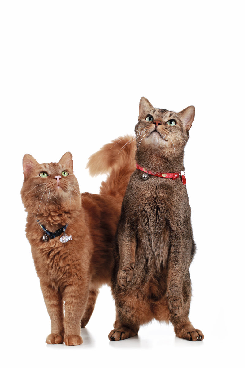 Cat collar Krokom Hunter Pet Shop