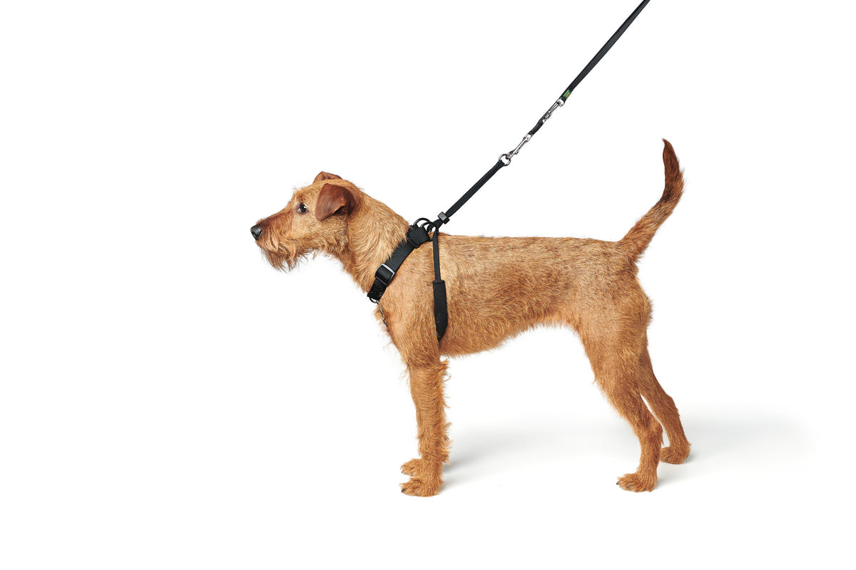 Dog Training Education Harness Side by Side