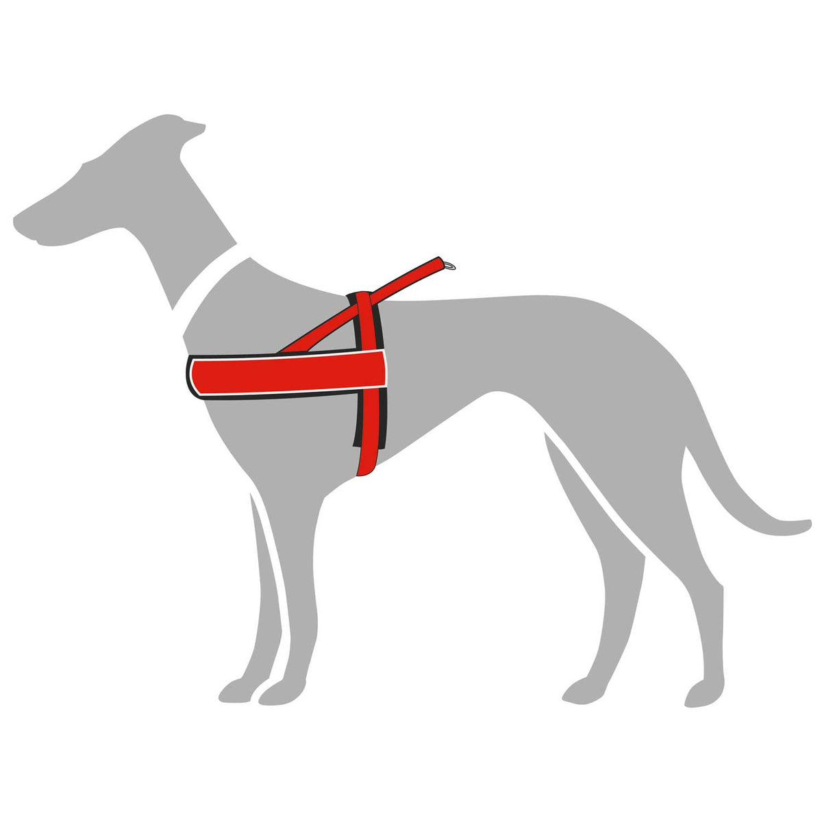 Dog Norwegian Harness Racing