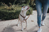Long Leash Dog Training For Dog Training By  Hunter Pet Shop Solid Education