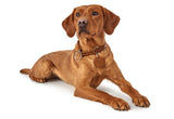  Dog Training Leash For Dog Training  Solid Education - Hunter Pet Shop