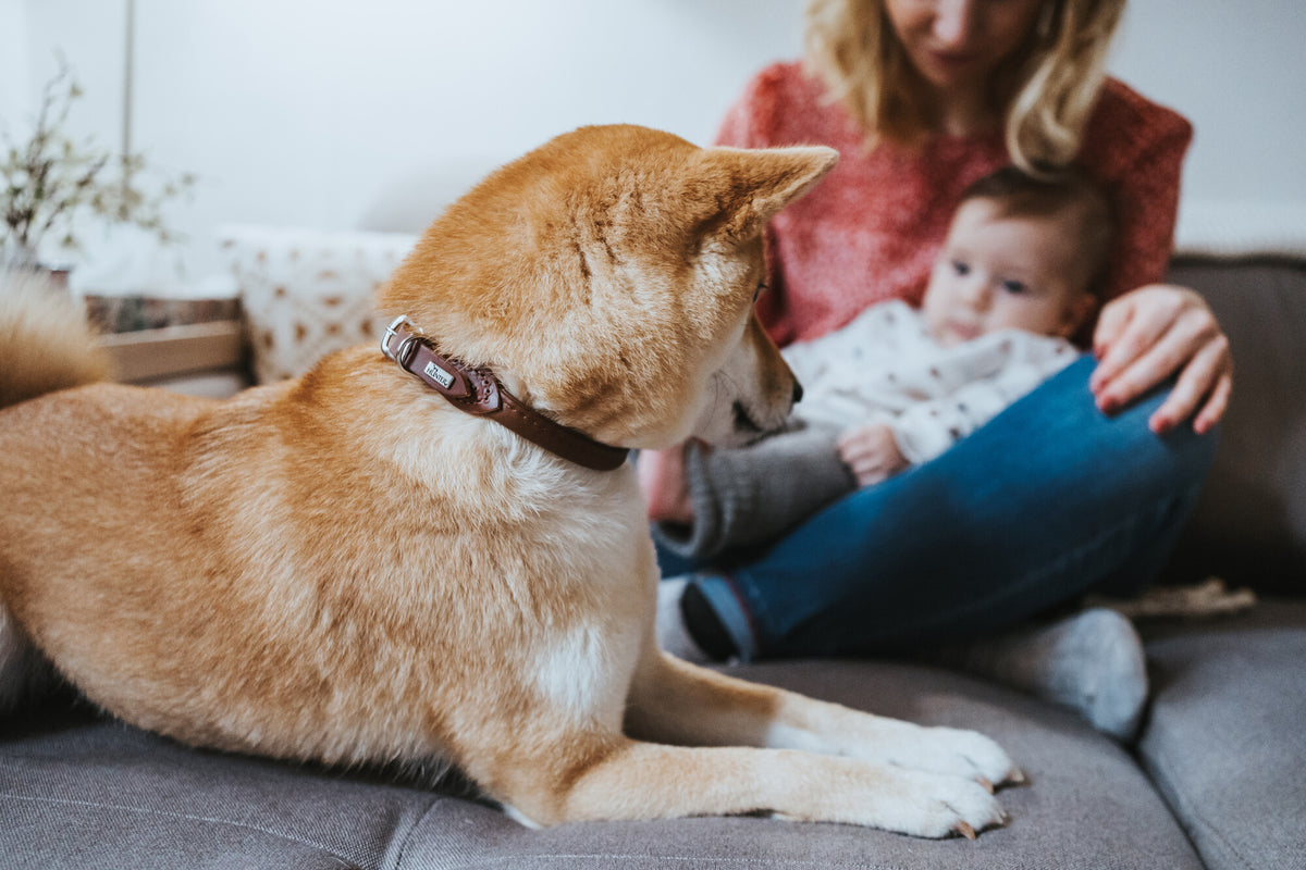 Hunter Pet Products and Supplies Review | Hunter