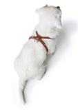 Dog Harness Round & Soft Canadian Up