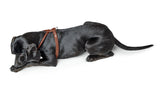 Dog Harness Round & Soft Canadian Up