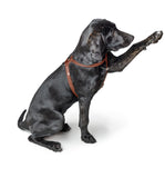 Dog Harness Round & Soft Canadian Up