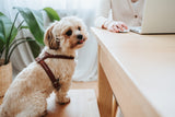 Dog Harness Round & Soft Canadian Up