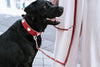 Hunter Dog Training Leash Love Heart On It For Dog Education - Hunter Pet Shop