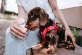 Hunter Dog Training Leash Round & Soft Love Dog Education - Hunter Pet Shop