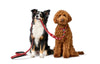 Hunter Dog Training Leash Love Heart On It For Dog Education - Hunter Pet Shop