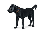 Dog Collar Malia