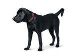 Dog Collar Malia