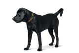 Dog Collar Malia