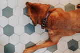 Dog Collar Malia