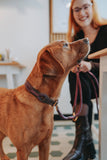 Dog Collar Malia