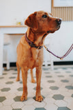 Dog Collar Malia