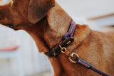 Dog Collar Malia