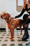 Dog Collar Malia