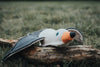 Dog Toy Maritime Sea gull