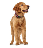 Dog Collar Hilo Vario Basic