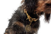 Dog Collar List