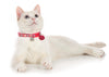 Cat collar Glossy Stripes
