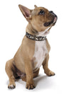 Dog Collar Arizona