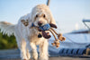 Dog Toy Sansibar Rantum Lobster