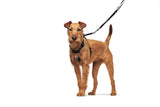 Dog Training & Education Harness Side by Side