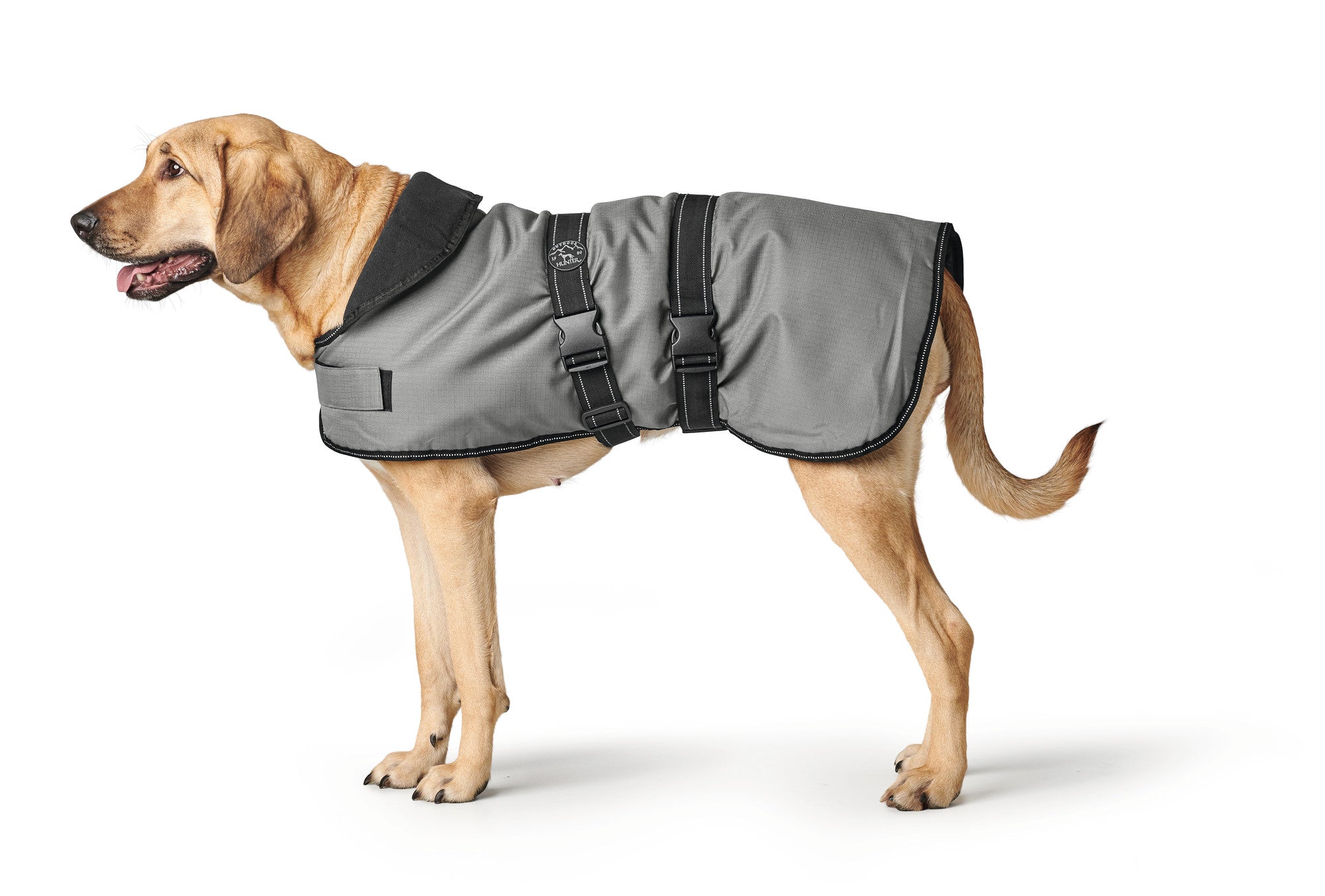 Hunter dog best sale supplies
