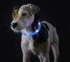 Dog LED Silicone luminescent tube Yukon