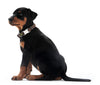 Dog Collar Vario Basic ALU Strong