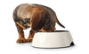 Dog Melamine feeding bowl